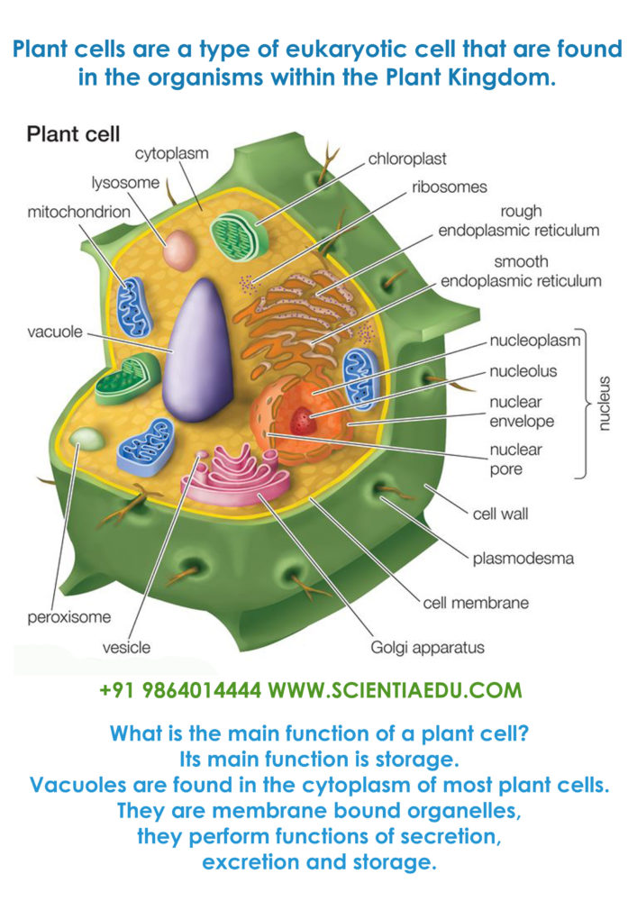 plant cell diagram Archives - Home Tuition in Guwahati Assam
