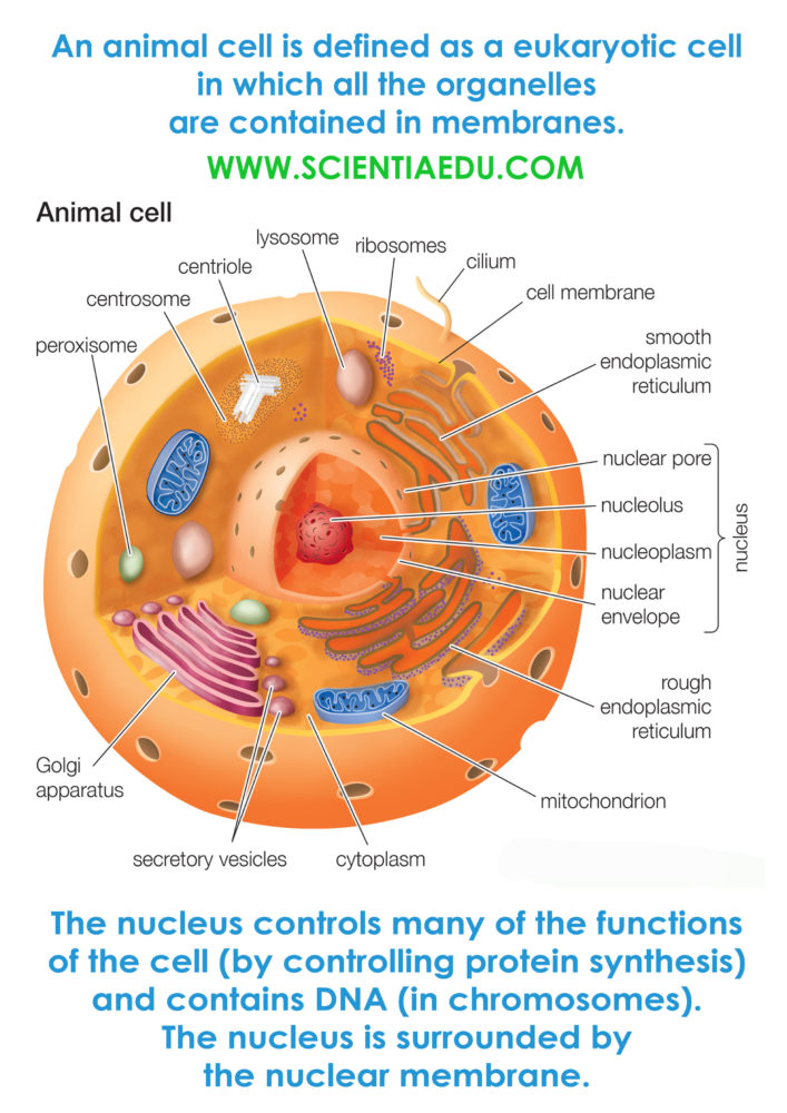 animal cell diagram Archives - Home Tuition in Guwahati Assam