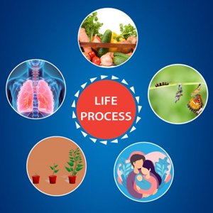 Class X Science Chapter 6 Life Processes RESPIRATION MCQs - Home ...